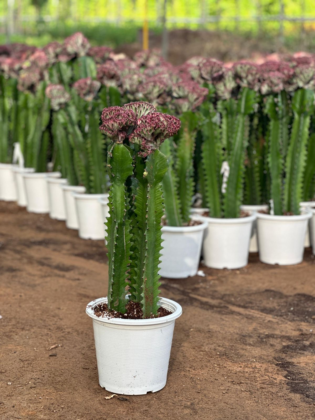 Buy Euphorbia Cactus in Dubai UAE | Low-Maintenance Plant