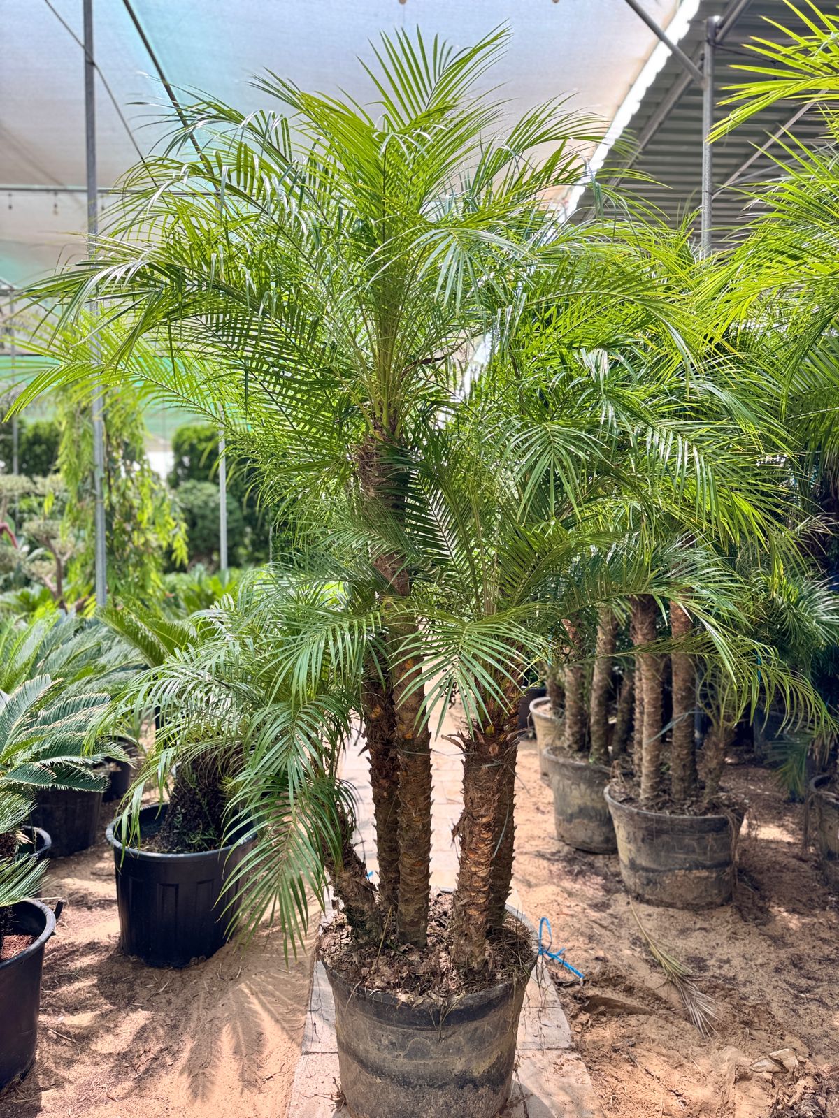 Buy Phoenix Palm (5PP) Plant in Dubai | Best Landscaping Services