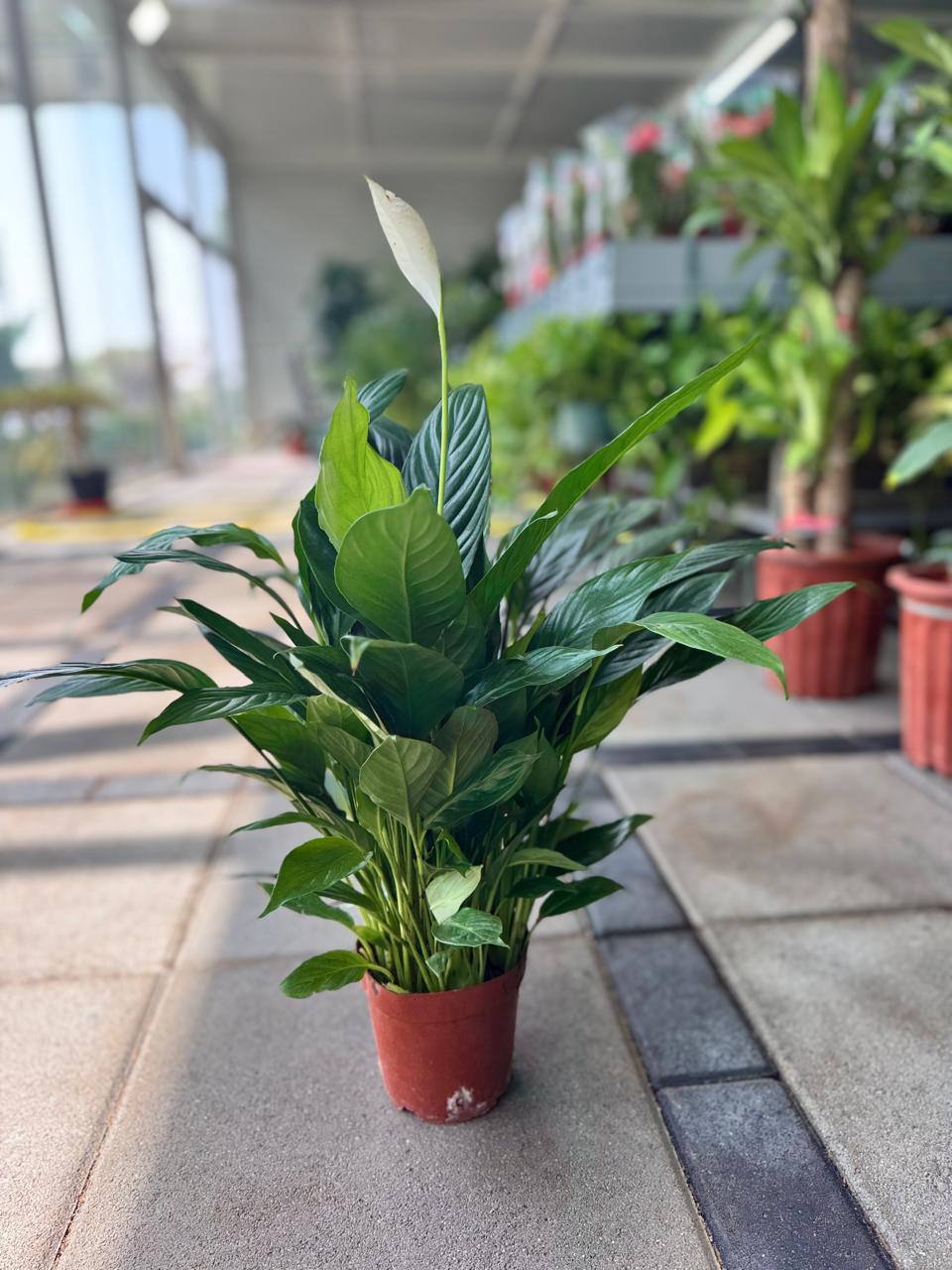 Buy Peace Lily-Elegant Indoor Plant for Home & Office in Dubai