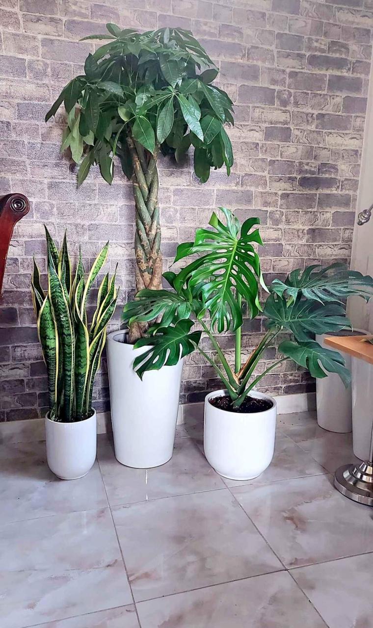 Bundle of Indoor Plants in Dubai | Money Tree, Monstera, Snake Plant