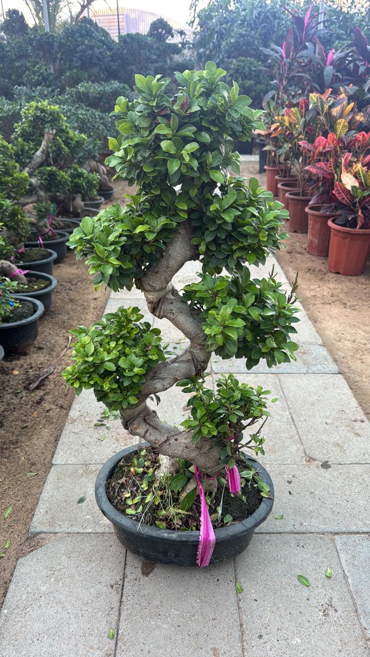 Buy Ficus S-Shaped Bonsai Plant in Dubai