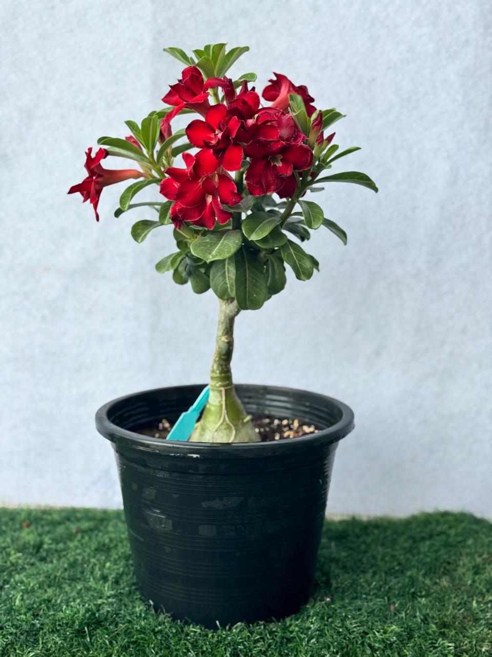 Adenium obesum, Desert Rose