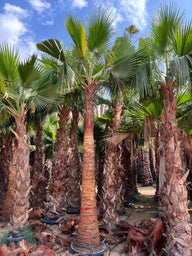 Buy Mexican Fan Palm Tree (Washingtonia Robusta) in Dubai