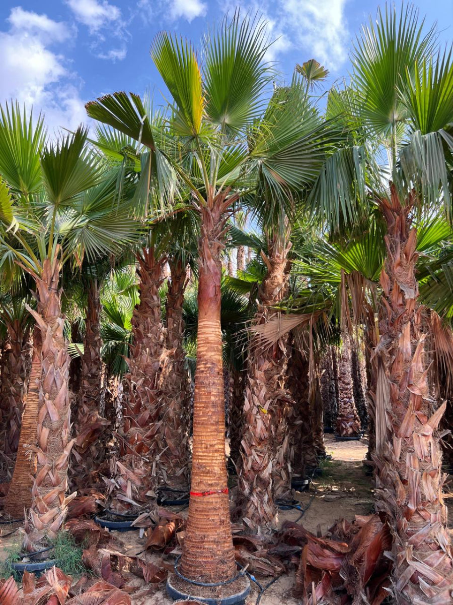 Buy Mexican Fan Palm Tree (Washingtonia Robusta) in Dubai