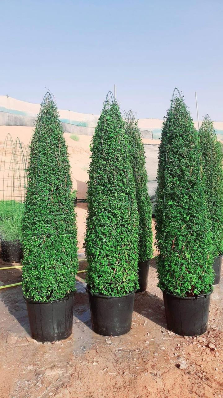 Buy Ehretia Cone - Ehretia Microphylla Plant | Outdoor Plants in Dubai