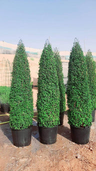 Buy Ehretia Cone - Ehretia Microphylla Plant | Outdoor Plants in Dubai