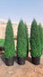 Buy Ehretia Cone - Ehretia Microphylla Plant | Outdoor Plants in Dubai