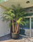 Buy Pygmy Date Palm (Phoenix Roebelenii) in Dubai | Outdoor Plants