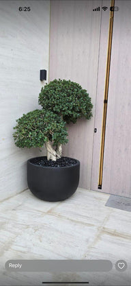 Ficus Bonsai Tree in Dubai UAE | Premium Outdoor Plants