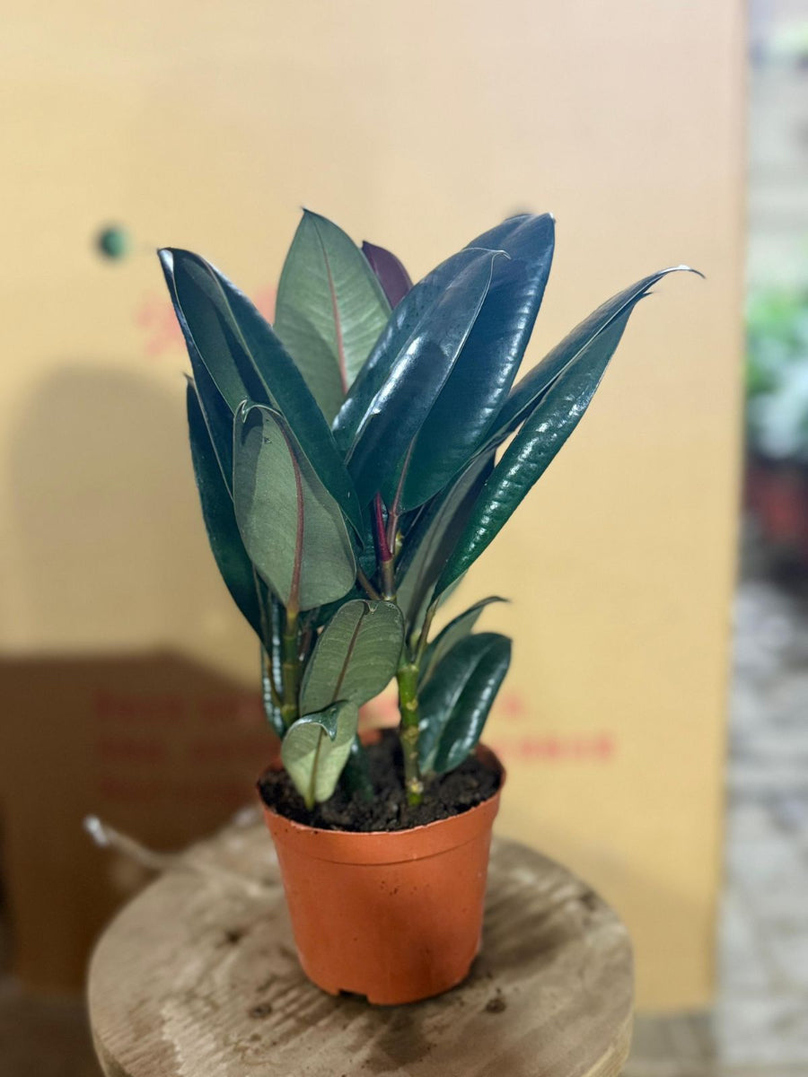 Ficus elastica