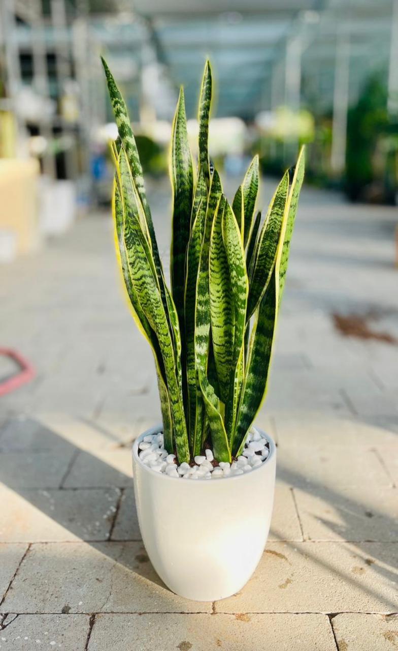 Buy Snake Plant in Dubai UAE | Indoor Plants Online