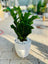 Buy ZZ Plant (Zamioculcas zamiifolia) | Indoor Plants Dubai UAE