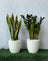 Buy Snake and ZZ Plant Bundle with Pots | Buy Premium Plants in Dubai