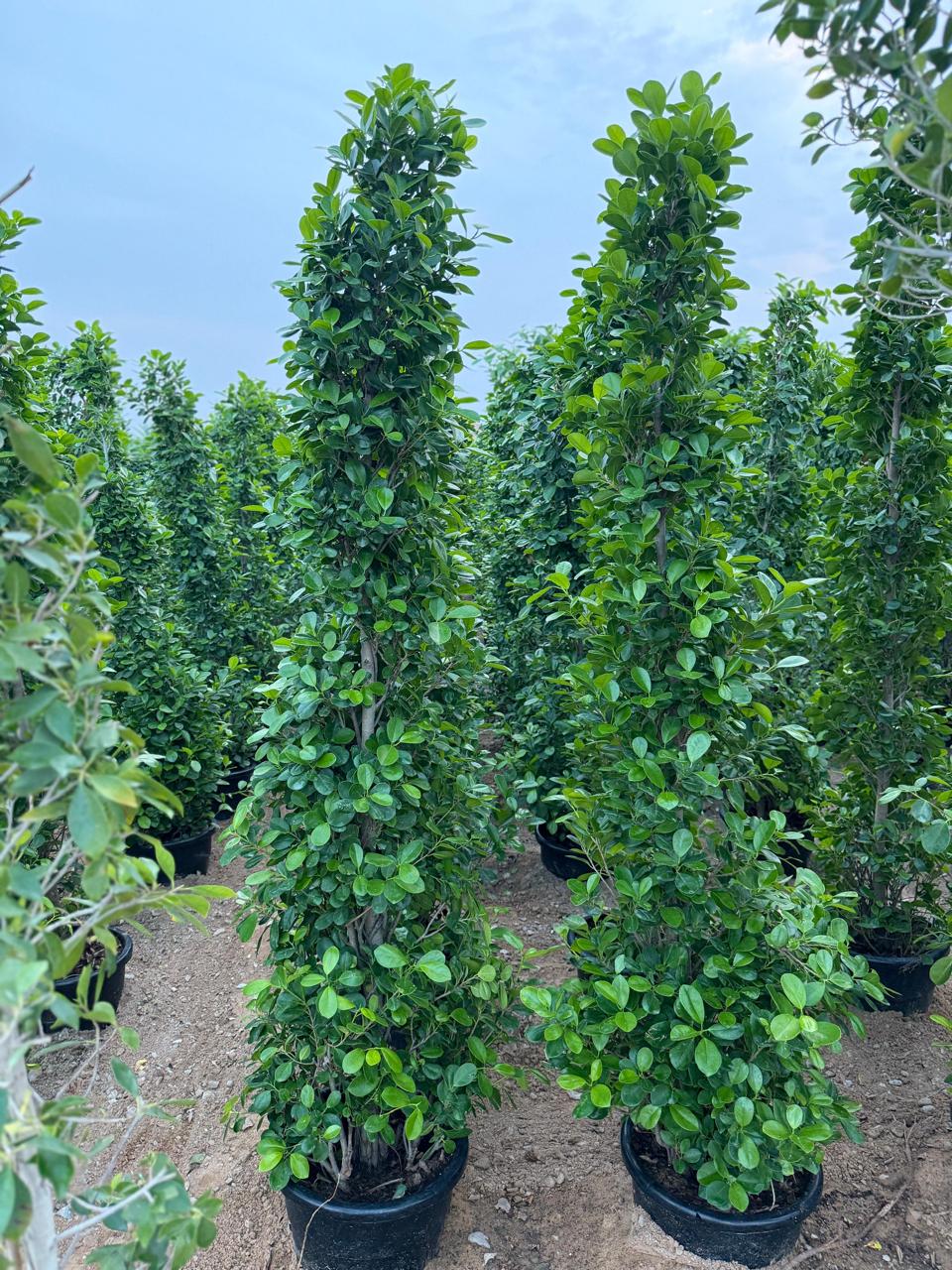 Buy Ficus Panda Cone in Dubai | Outdoor Plants in Dubai