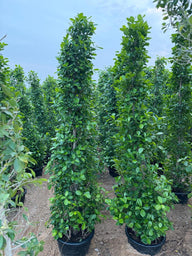 Buy Ficus Panda Cone in Dubai | Outdoor Plants in Dubai