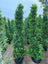 Buy Ficus Panda Cone in Dubai | Outdoor Plants in Dubai