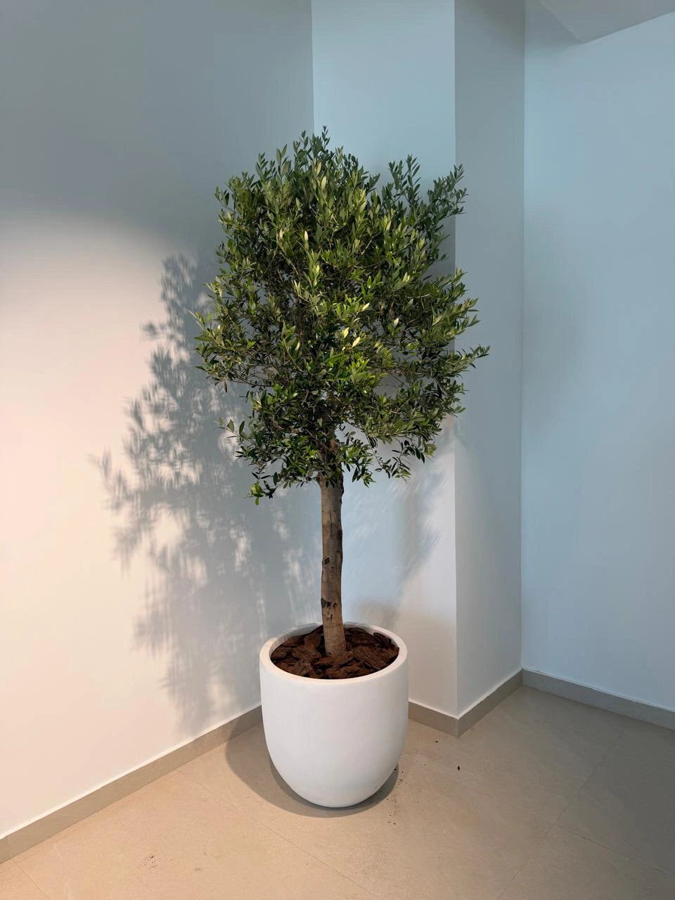 Olive Tree (Olea Europaea) - Luxury Fiber Pot