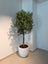 Olive Tree (Olea Europaea) - Luxury Fiber Pot