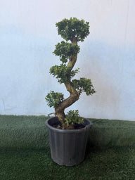 Large Ficus Bonsai Dubai 1.3m | بونساي كبير | Indoor UAE
