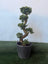 Ficus bonsai 1.3 meter