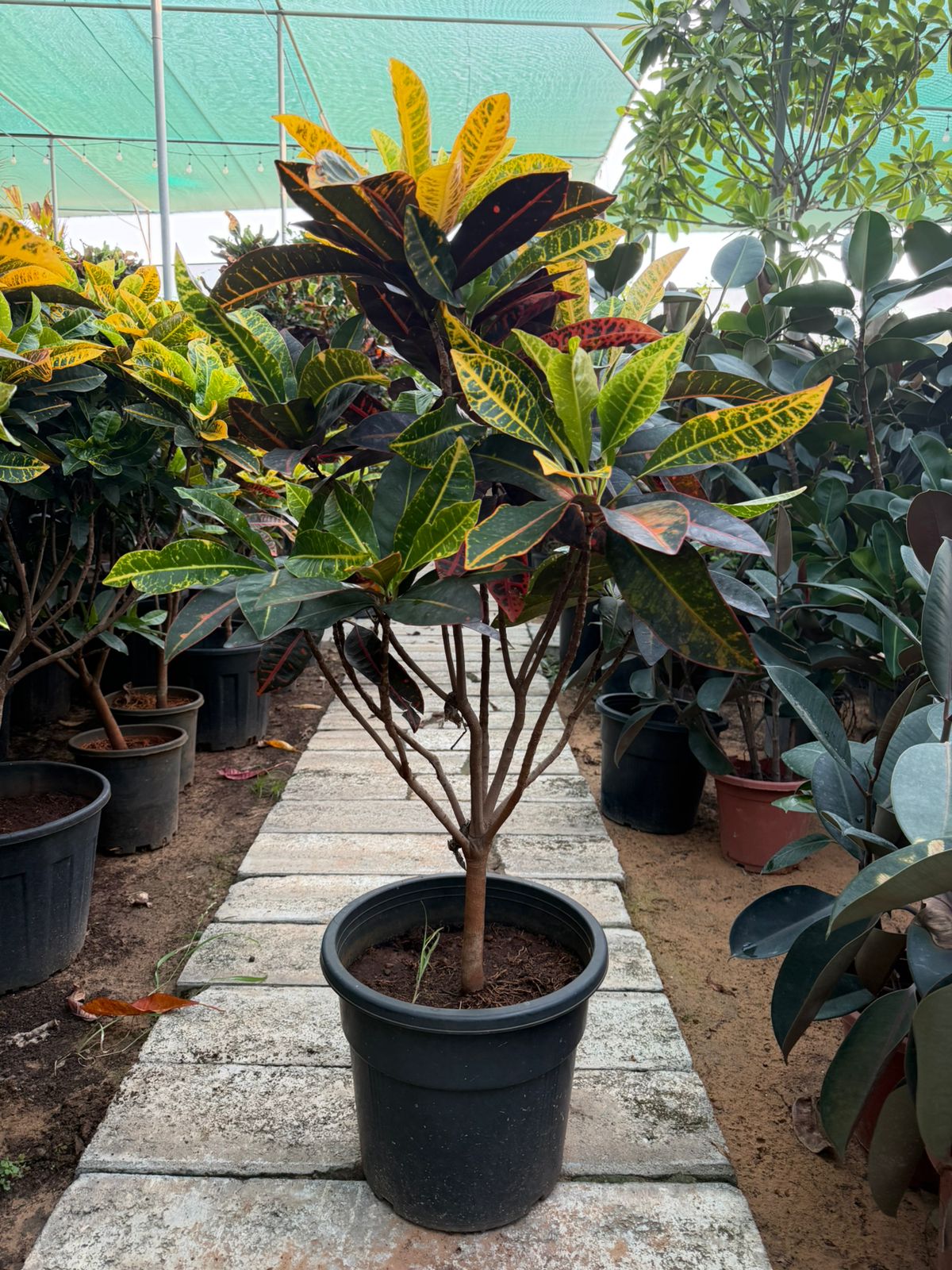 Croton Plant