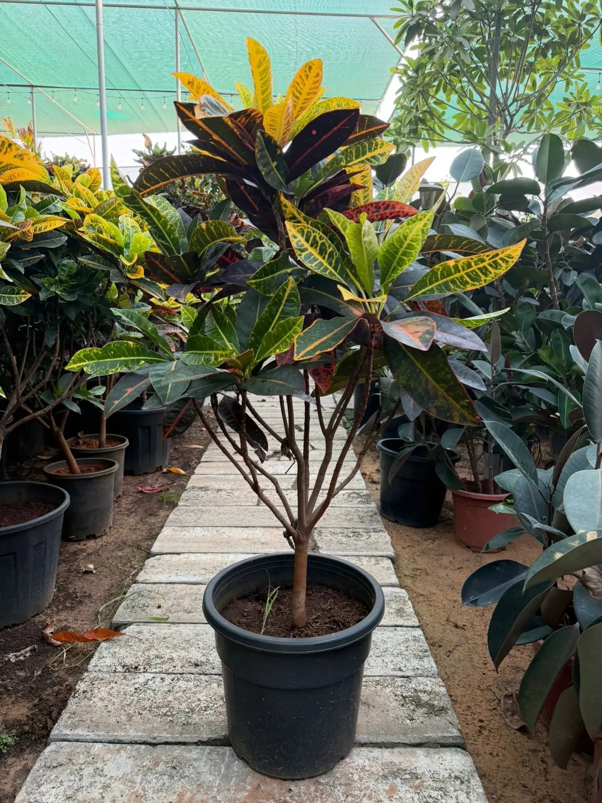 Croton Plant Dubai — Colorful Red Orange Yellow Indoor Plant UAE — نبات الكروتون