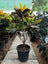 Croton Plant