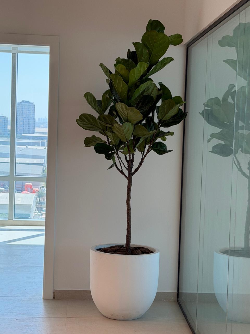 Ficus Lyrata (Fiddle Leaf Fig) – 1.5M
