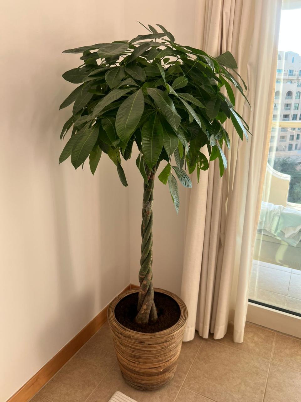 Money Tree (Pachira) – 1.5M