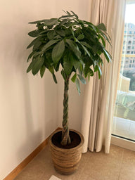 Money Tree (Pachira) – 1.5M