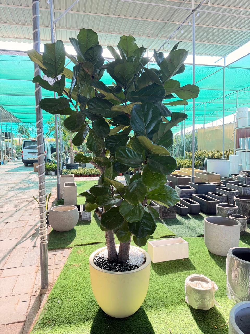 Ficus Lyrata (Fiddle Leaf Fig) – 2.5M
