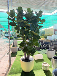 Ficus Lyrata (Fiddle Leaf Fig) – 2.5M