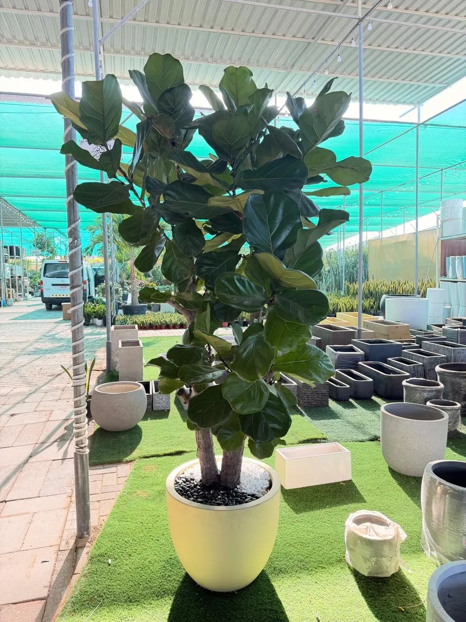 giant-fiddle-leaf-fig-ficus-lyrata-dubai-uae