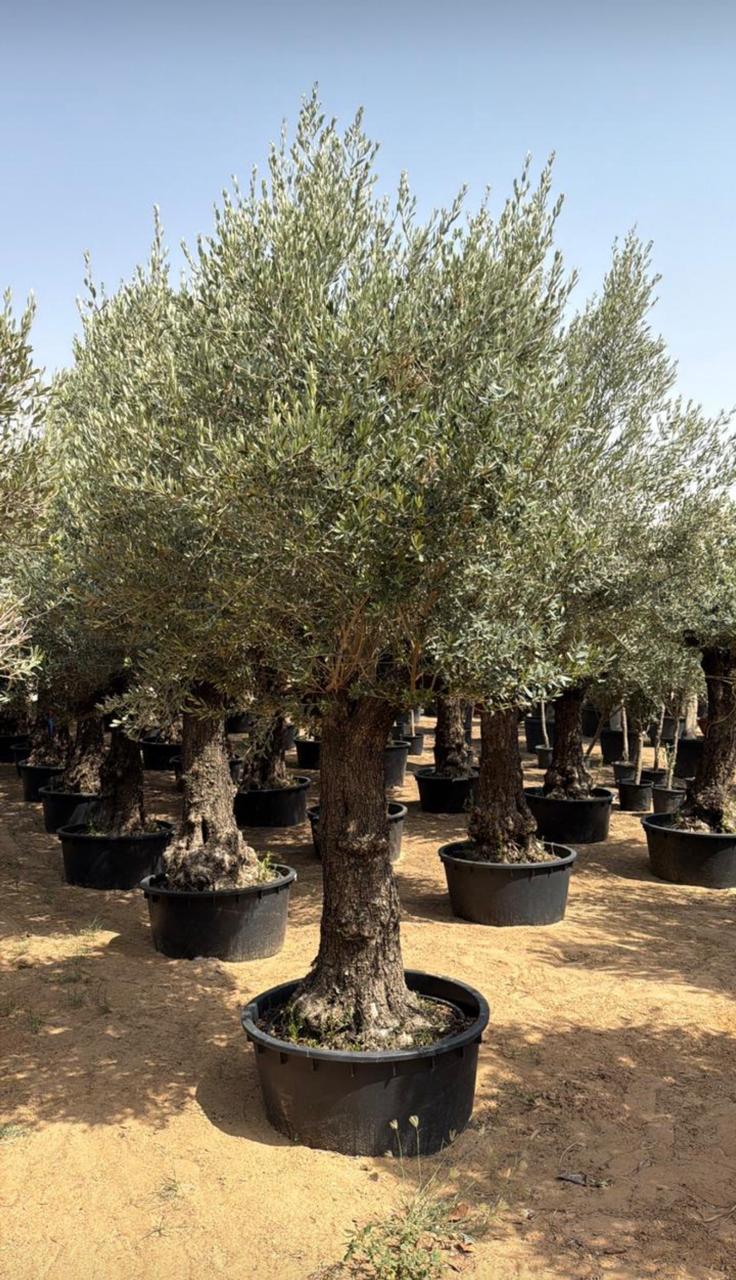 Olive Tree in Old Truck Planter – 3M