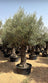 Olive Tree in Old Truck Planter – 3M