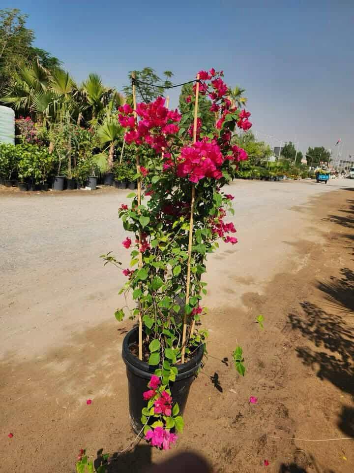 Bougainvillea Plant (Outdoor)