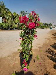 Bougainvillea Plant (Outdoor)
