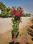 Bougainvillea Plant (Outdoor)
