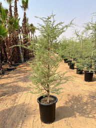 Gulf Tree (Outdoor Plant)