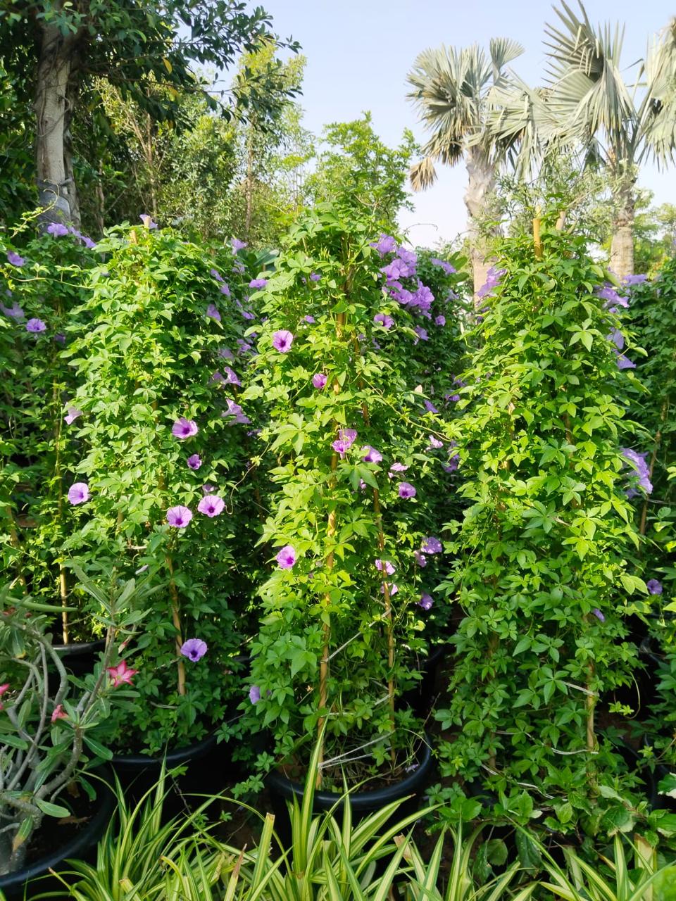 Ipomoea Creeper Plant (Outdoor)