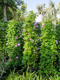 Ipomoea Creeper Plant (Outdoor)