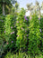Ipomoea Creeper Plant (Outdoor)