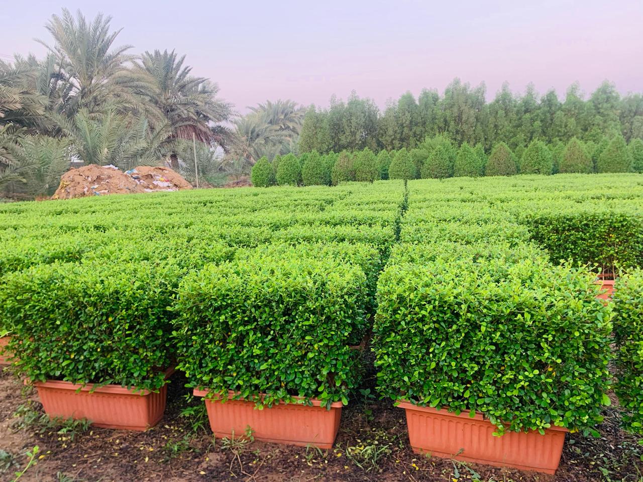 Ehretia Boxwood (Buxus) – Outdoor Plant