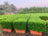 Ehretia Boxwood (Buxus) – Outdoor Plant