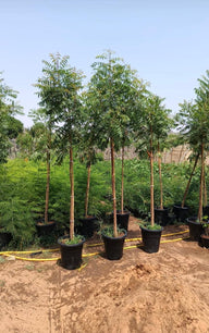 Neem Tree (Outdoor Plant)