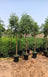 Neem Tree (Outdoor Plant)