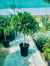 Ficus 1 Head (Outdoor Plant)