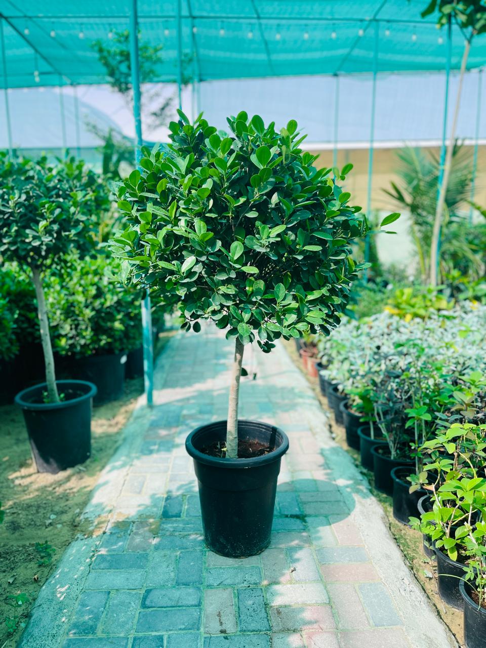Ficus 1 Head (Outdoor Plant)