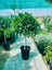 Ficus 1 Head (Outdoor Plant)