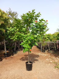 Cordia Tree Orange Flower in Dubai | شجرة الكورديا ذات الأزهار البرتقالية | Nice Dream Landscape